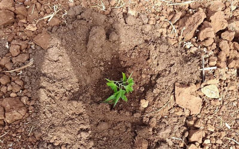 صور: اكتشاف مزرعة مخدرات في جنين