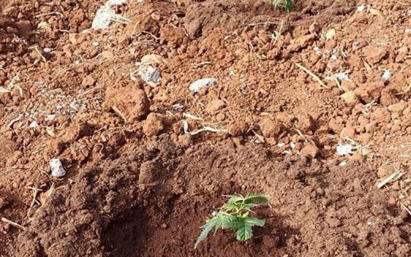 صور: اكتشاف مزرعة مخدرات في جنين