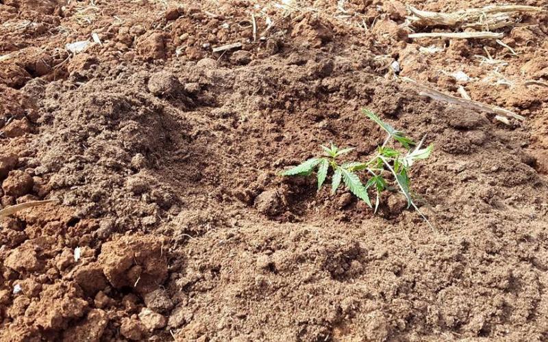 صور: اكتشاف مزرعة مخدرات في جنين