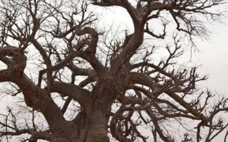 صور:نهاية الرحلة الروسية "في عمق الصحراء"