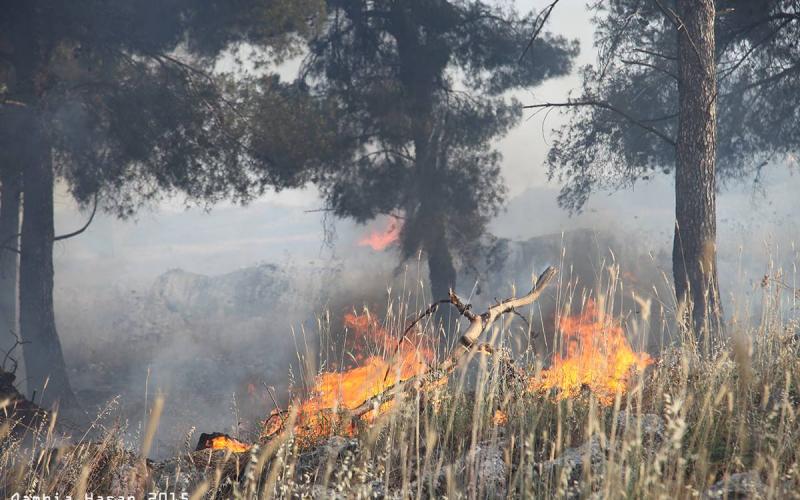صور: حرائق ضخمة التهمت أحراشا بنابلس‎