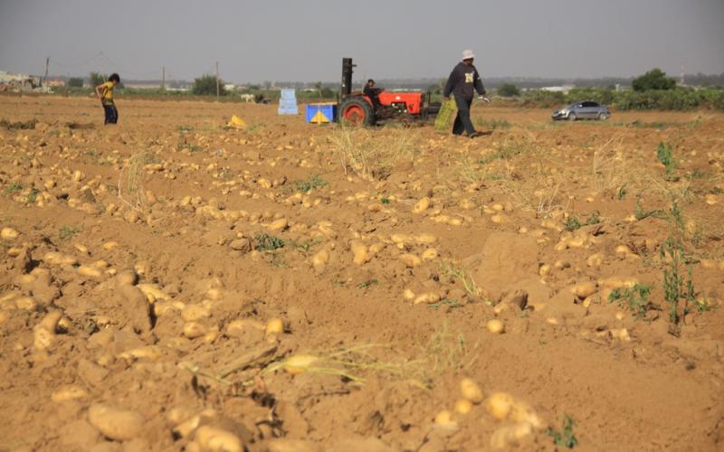 صور: موسم جني البطاطا في خانيونس
