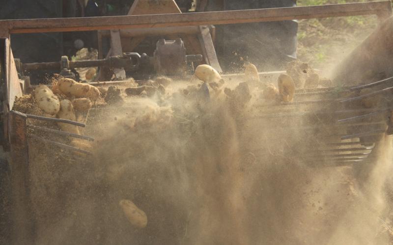 صور: موسم جني البطاطا في خانيونس