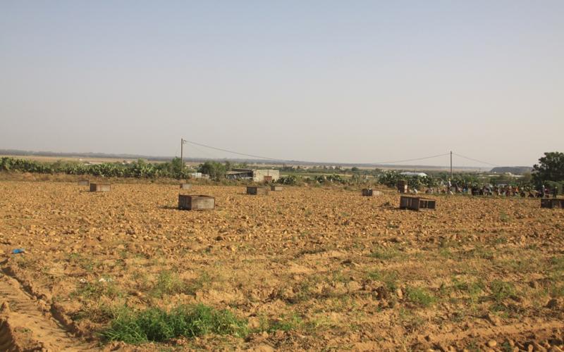 صور: موسم جني البطاطا في خانيونس