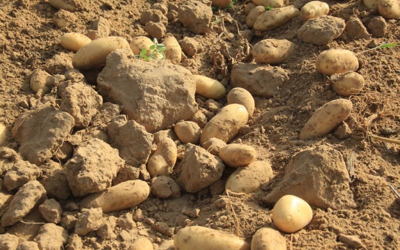 صور: موسم جني البطاطا في خانيونس