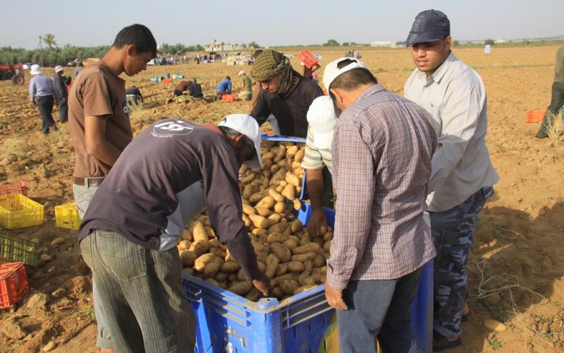 صور: موسم جني البطاطا في خانيونس