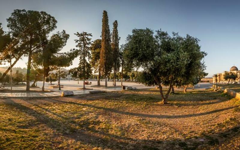 صور: يوم في المسجد الأقصى المبارك