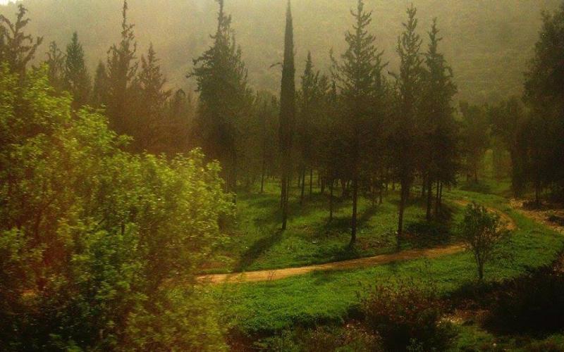 صور: جمال الطبيعة في صفد واللطرون
