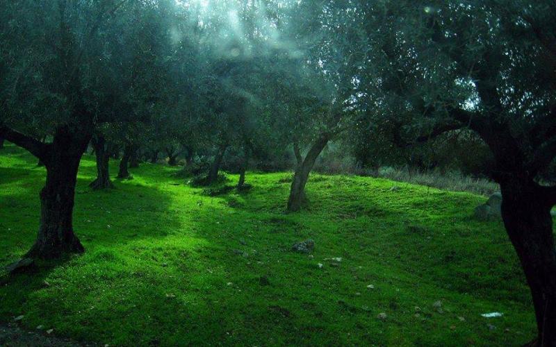 صور: جمال الطبيعة في صفد واللطرون