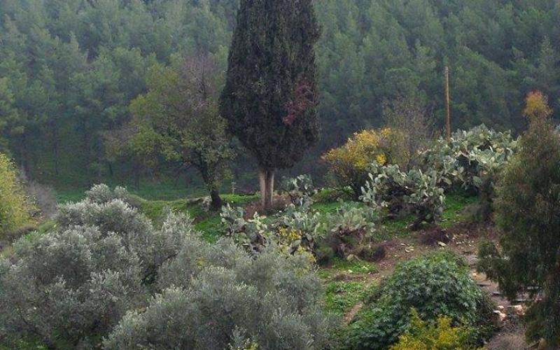 صور: جمال الطبيعة في صفد واللطرون