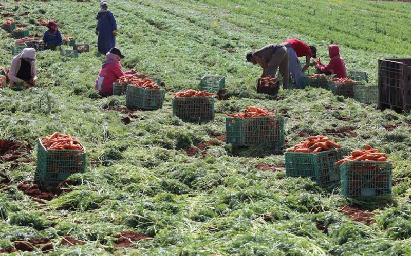 صور: مزارعون يجنون الجزر في طوباس