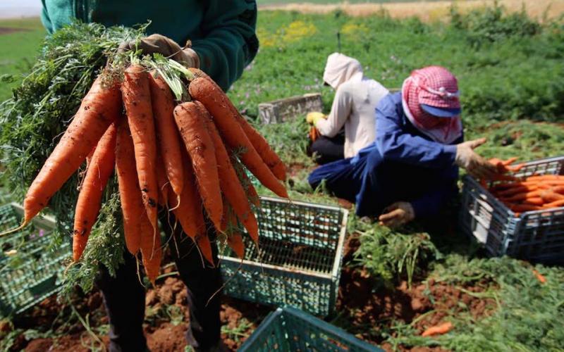 صور: مزارعون يجنون الجزر في طوباس