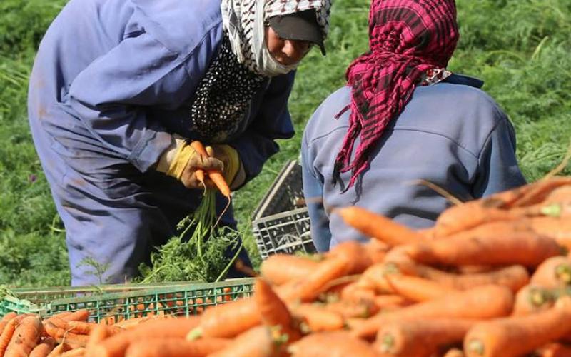 صور: مزارعون يجنون الجزر في طوباس