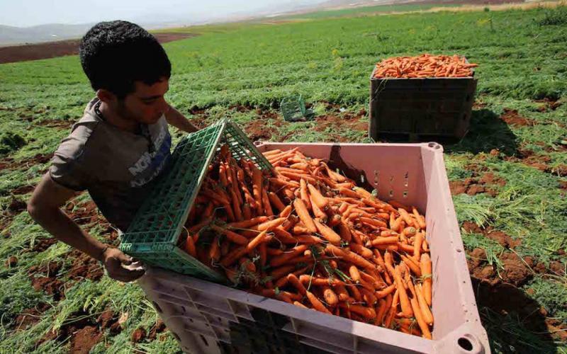 صور: مزارعون يجنون الجزر في طوباس