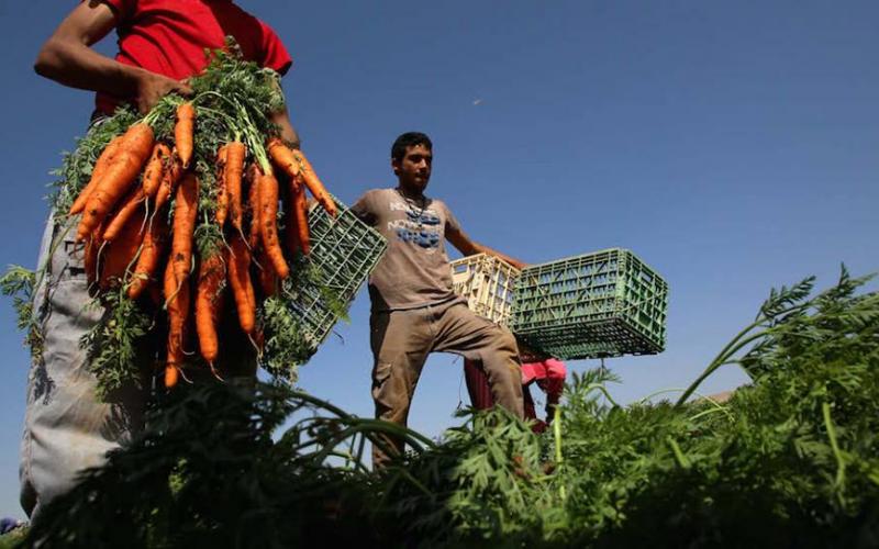 صور: مزارعون يجنون الجزر في طوباس