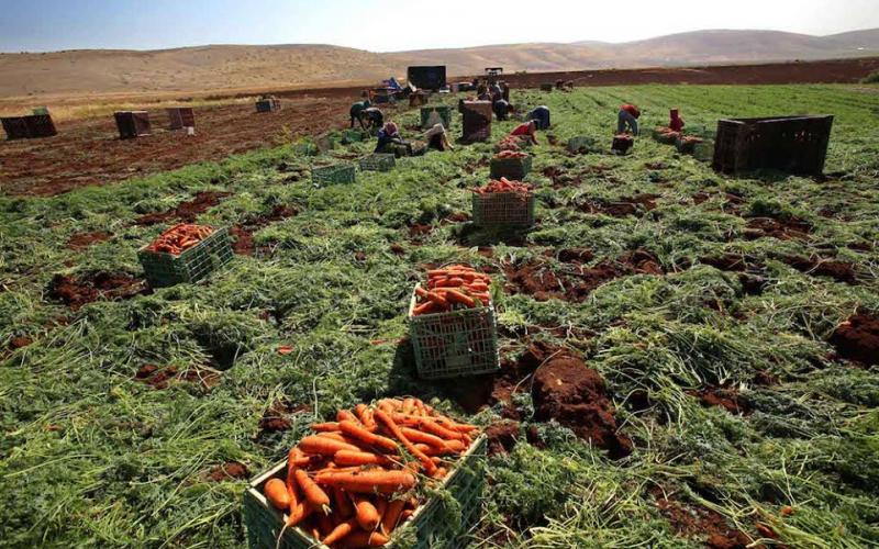 صور: مزارعون يجنون الجزر في طوباس
