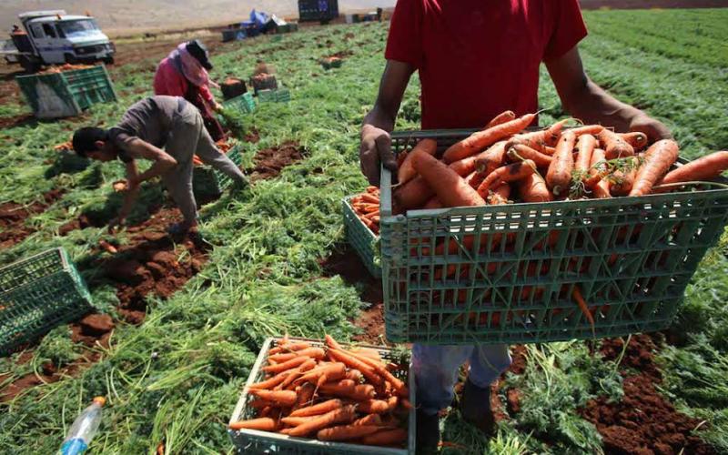 صور: مزارعون يجنون الجزر في طوباس