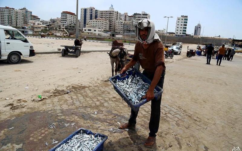 صور: أسماك السردين من بحر غزة