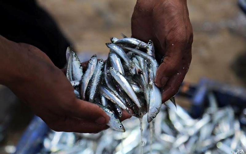 صور: أسماك السردين من بحر غزة