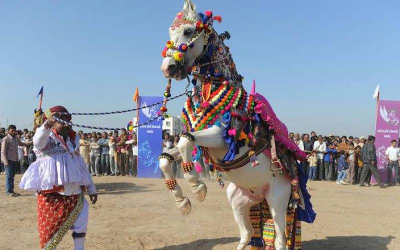 صور: خيول الهند من العمل في البناء للرقص بالمهرجانات