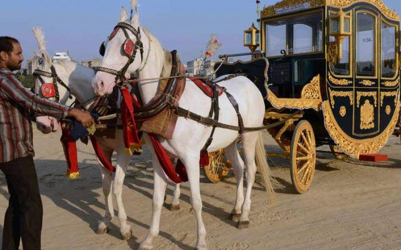صور: خيول الهند من العمل في البناء للرقص بالمهرجانات