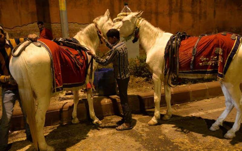 صور: خيول الهند من العمل في البناء للرقص بالمهرجانات