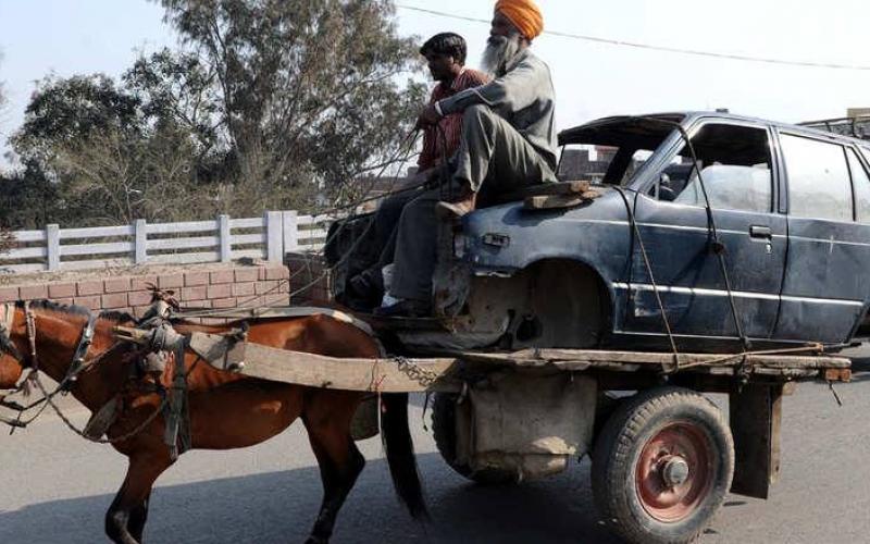 صور: خيول الهند من العمل في البناء للرقص بالمهرجانات