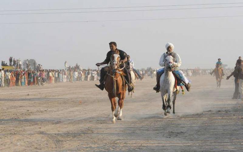 صور: خيول الهند من العمل في البناء للرقص بالمهرجانات