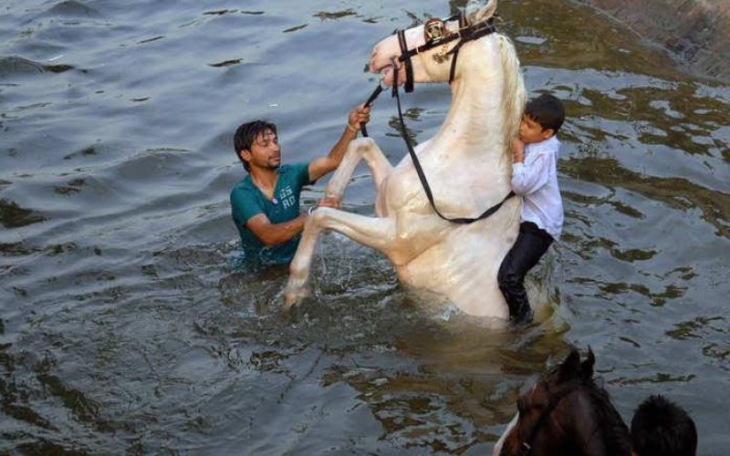 صور: خيول الهند من العمل في البناء للرقص بالمهرجانات