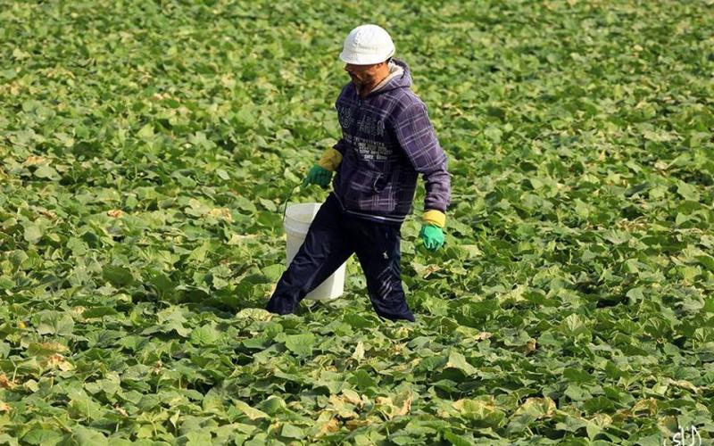 صور: موسم جني "الخيار" البلدي بغزة