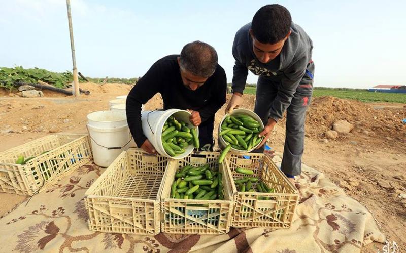 صور: موسم جني "الخيار" البلدي بغزة