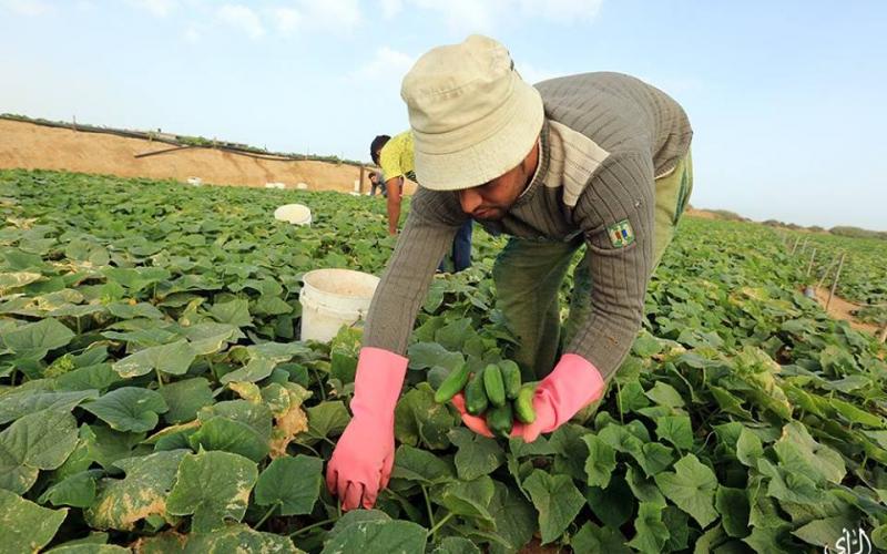 صور: موسم جني "الخيار" البلدي بغزة
