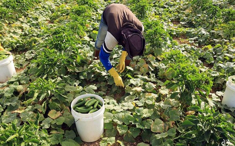 صور: موسم جني "الخيار" البلدي بغزة