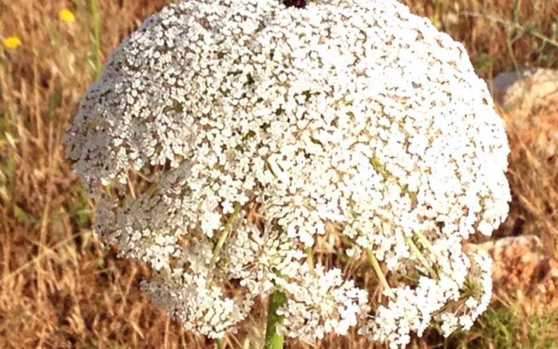 صور: من بلدة قبلان في مدينة نابلس المحتلة