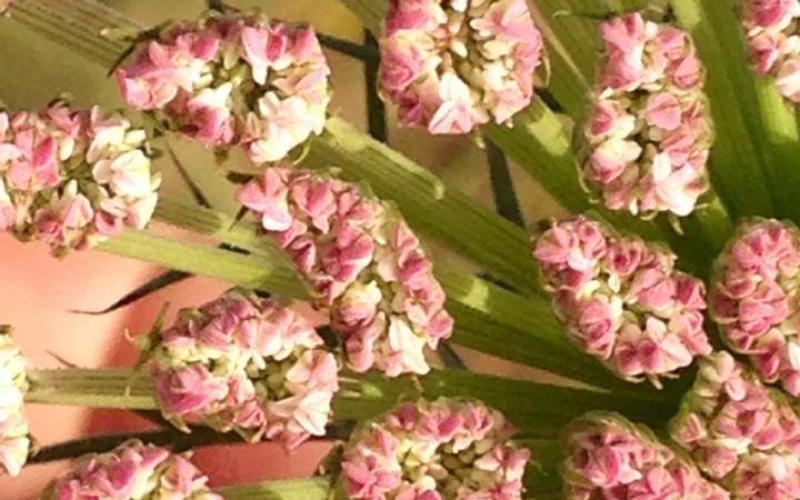 صور: من بلدة قبلان في مدينة نابلس المحتلة