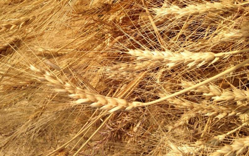 صور: من بلدة قبلان في مدينة نابلس المحتلة