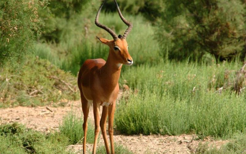 صور: الغزال الجميل