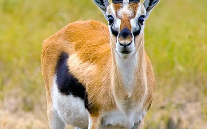 صور: الغزال الجميل