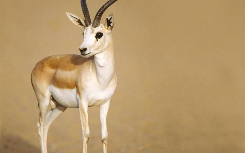 صور: الغزال الجميل