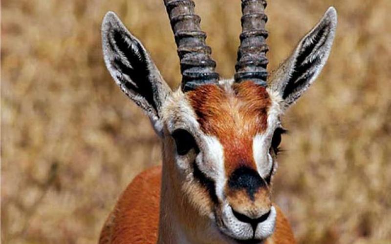 صور: الغزال الجميل