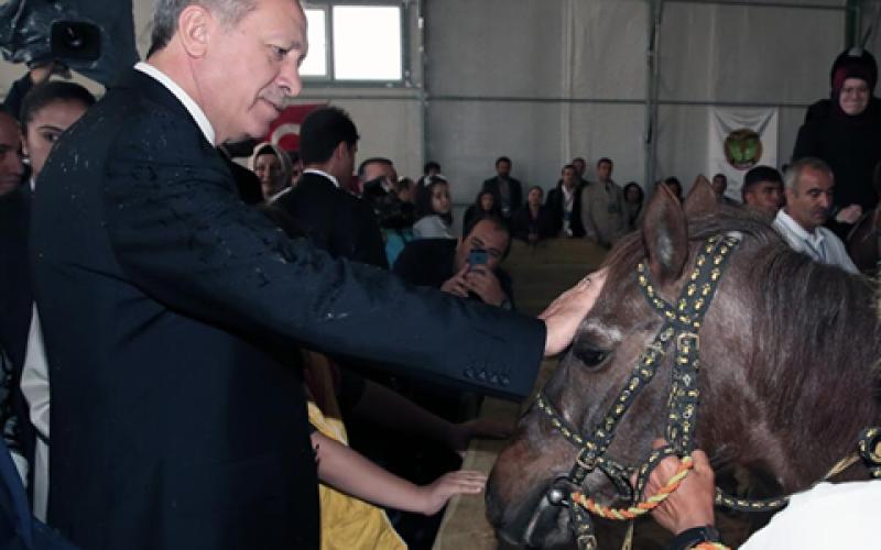 صور: أمير قطر يهدي أردوغان خيول عربية أصيلة