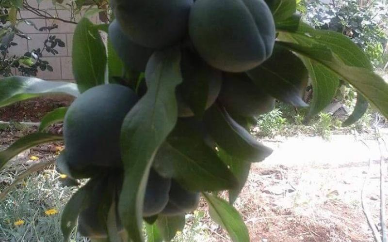 صور: أشجار قرية عناتا الفلسطينية