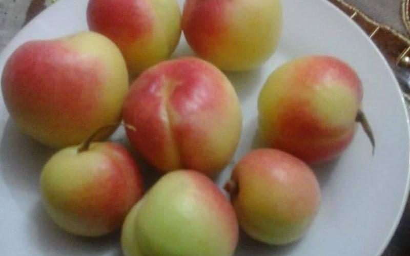 صور: أشجار قرية عناتا الفلسطينية