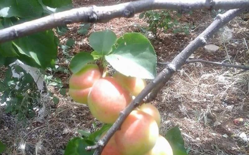 صور: أشجار قرية عناتا الفلسطينية