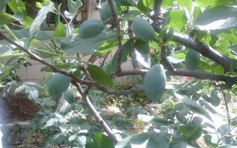 صور: أشجار قرية عناتا الفلسطينية