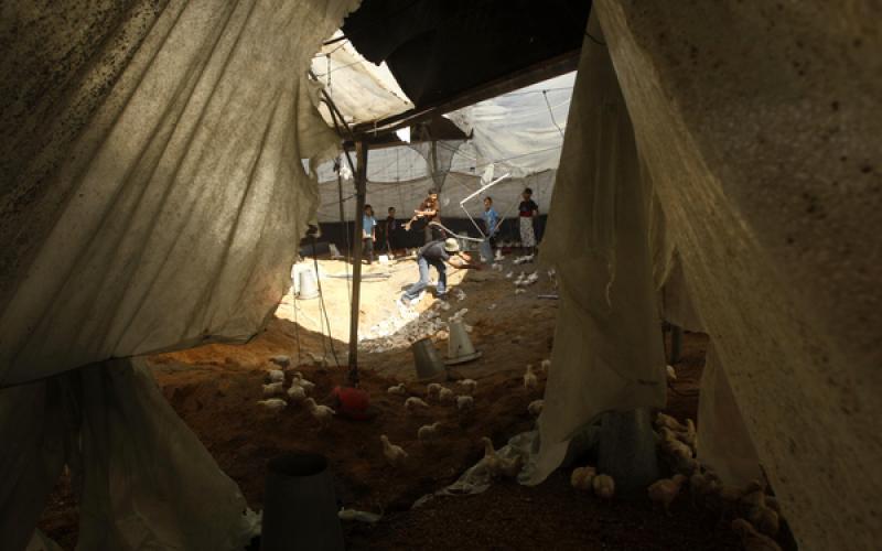 قوات الاحتلال تقصف مزرعة للدواجن بمنطقة دير البلح