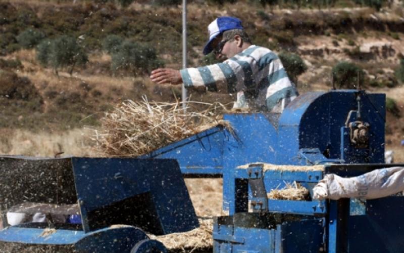 مزارع فلسطيني يحصد القمح
