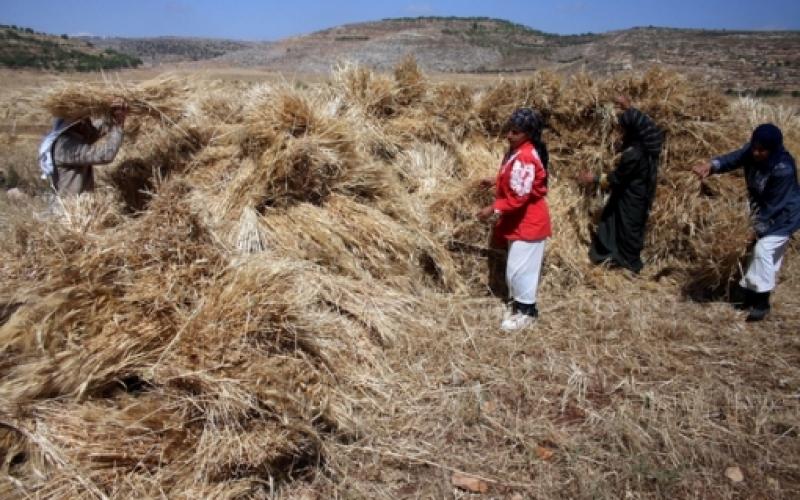 مزارع فلسطيني يحصد القمح