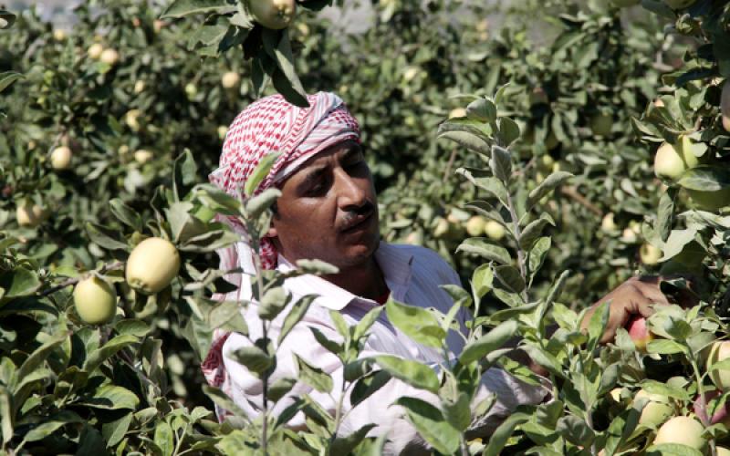 صور: موسم جني التفاح بالضفة