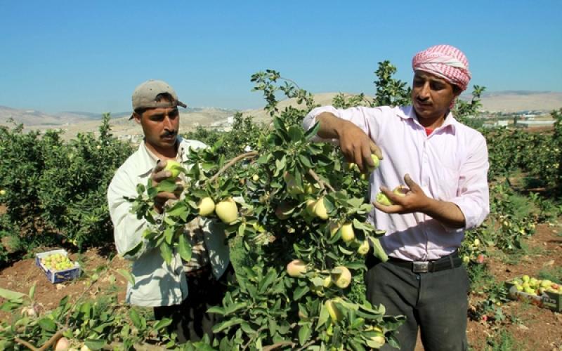 صور: موسم جني التفاح بالضفة